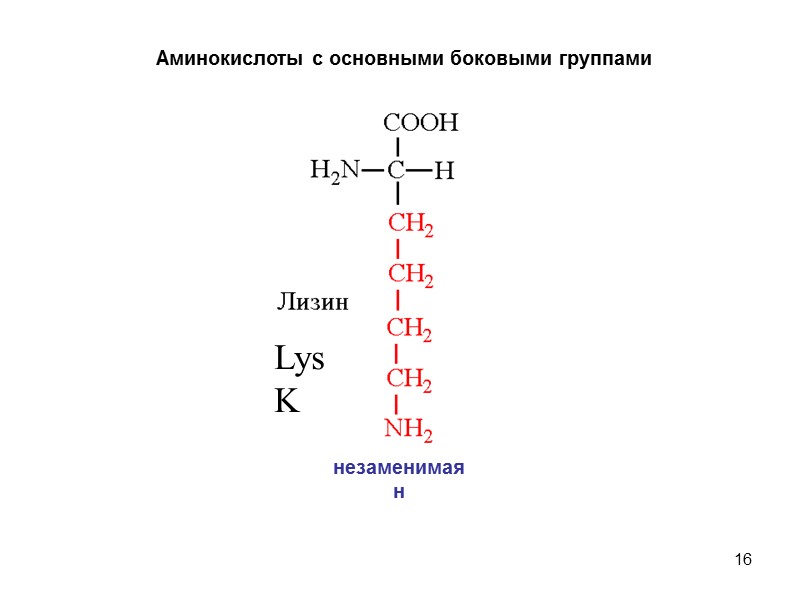 16 Аминокислоты с основными боковыми группами Lys K незаменимая н